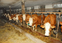 EFSA empfiehlt Ende der Anbindehaltung in EU