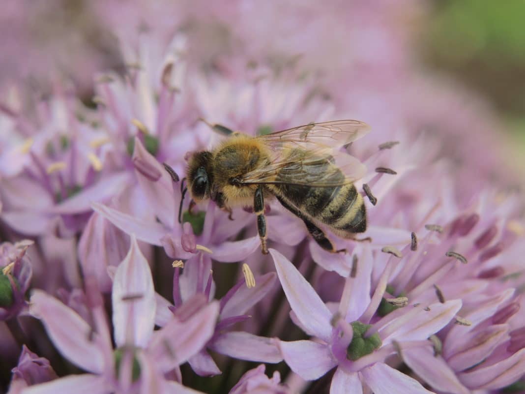 Biene Fruehling 1 ID91056