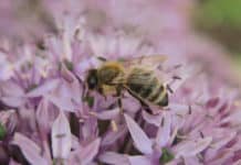 Das Summen der Bienen