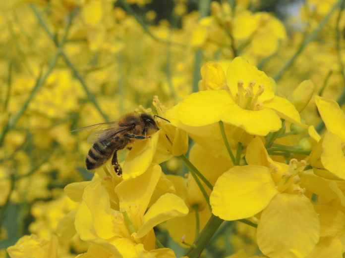 Biene im Raps