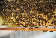 Technologie im Bienenstock