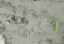 Massive Krähenschäden in der Landwirtschaft