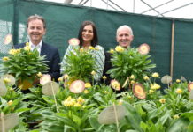 Blume des Jahres: „Die sonnige Burgenländerin“