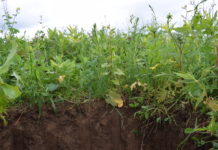 Begrünungen sichern Wasserreserve