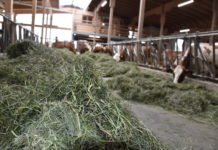 Tierwohl: Zwischen Wunsch der Konsumenten und Realität im Regal