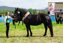 Stelldichein der Norikerzucht