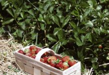 Erdbeeren: Das Warten sollte sich heuer lohnen