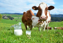 Eigenmarken verdrängen heimische Qualität