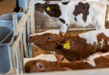 Nachhaltige Projekte für heimische Kälber