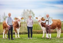 Echter „Megastar”: Erstmals genetisch hornloser Fleckviehstier weltweit auf Platz 1