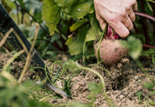 Individuelle Bodenpilze als Nützlinge für Feld und Garten