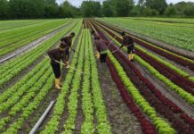 Weit mehr Netto: Erntehelfer treibt es wegen höherer Löhne nach Deutschland