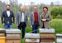 Schwindender Rapsanbau: Probleme der Landwirte sorgen auch die Imker