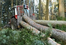 Plus fünf Prozent beim Holzeinschlag