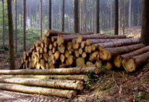 Eine EU-Forststrategie ohne Forstminister?