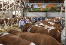 Aktuelle Zuchtrinderpreise ab sofort öffentlich verfügbar