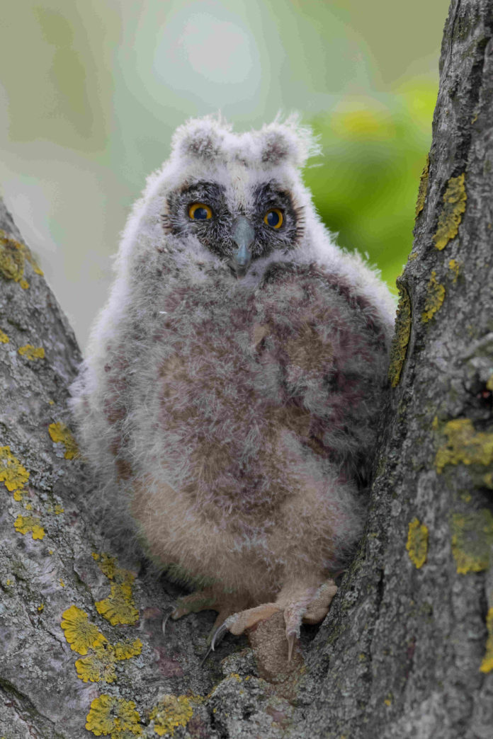 Waldohreule-Ästling