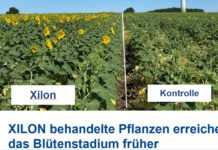 XILON® ist das wirksame Bodenfungizid gegen Sklerotinia