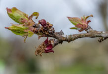 Bis zu 70 Prozent Ernteausfälle bei Obst