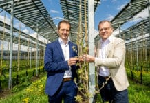 Äpfel unter Strom: Photovoltaik-Testprojekt liefert erste positive Ergebnisse