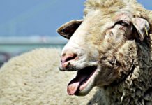 Auf das Schaf und seine Wolle gekommen