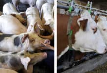 Der Spiegel der Landwirtschaft