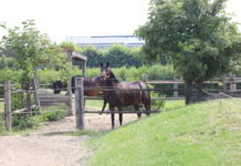 Pferdehalter brauchen zukunftsfähige Rahmenbedingungen