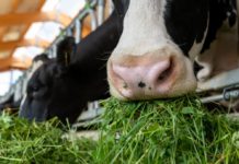 AMA Milchforum: Milch kommt von der Kuh, nicht vom Hafer