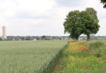 GoodMills-Feldtag mit Marktausblick zur Getreideernte