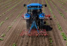 Behördliches Beizversagen beim Ölkürbis