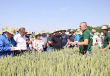 Saatbau-Feldtag: Sortenschau mit agrarpolitischer Agenda