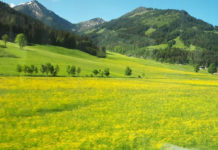 Grünland: Güllekalk verdrängt lästige Wiesenunkräuter