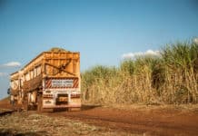 Trotz guter Ertragsprognosen soll Zucker knapp werden