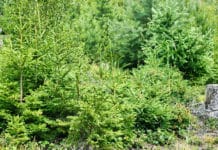 Bioenergie am aufsteigenden Ast