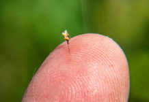 Wirksame Hausmittel bei lästigen Insektenstichen