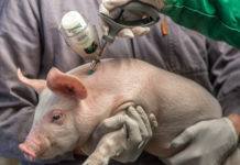 Weniger Antibiotika in britischen Schweineställen