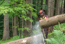Nachhaltige Waldbewirtschaftung ist ökologisches Erbe für Generationen