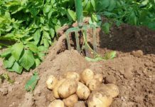 Endlich haben frische Heurige wieder Saison