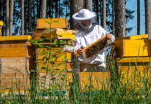 Hoffnung liegt jetzt beim Waldhonig