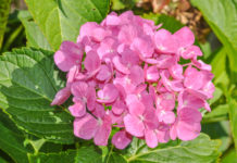 Diese Pflanzen sind besonders durstig