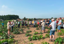 Neue Erkenntnisse am Kürbisfeld