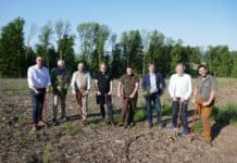 Versuch: Zedern könnten bald in heimischen Wäldern wachsen