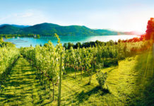 Weinbauverband feiert seinen 20. Geburtstag