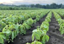 Wien ist Soja-Hauptstadt