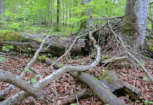 Agrarverbände sind gegen NRL-Gesetz