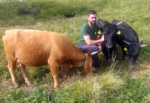 Dexter – eine neue Rinderrasse in Tirol