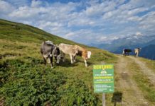 Anzeige entlarvt Wiener Tierschutzverein