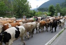 eAMA: Auftriebsliste bis spätestens 17. Juli abgeben