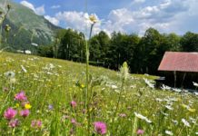 Heumilchbauern tragen mit angepasster Grünlandwirtschaft zum Klimaschutz bei