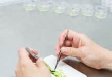 Hitzige Debatten um Kommissionsvorschlag zum EU-Gentechnikgesetz